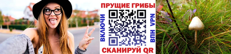 Галлюциногенные грибы Psilocybe где купить наркоту Шатура