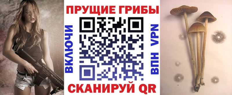 Псилоцибиновые грибы Psilocybe Шатура